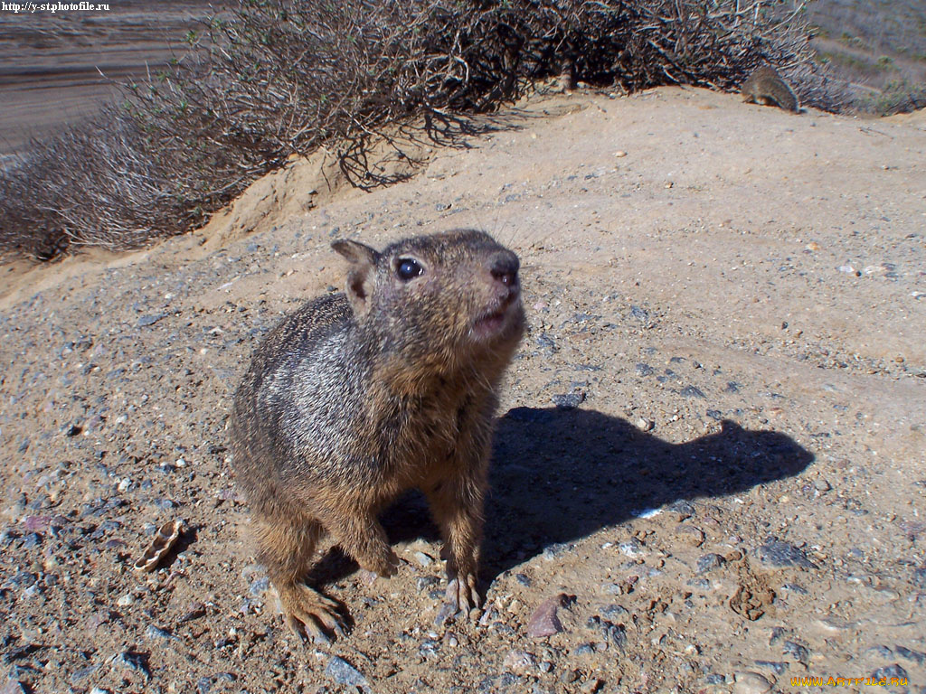 белка, животные, белки