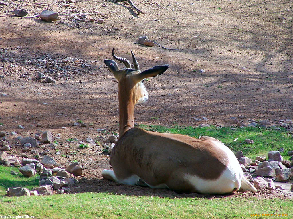 косуля, какая, то, животные, антилопы