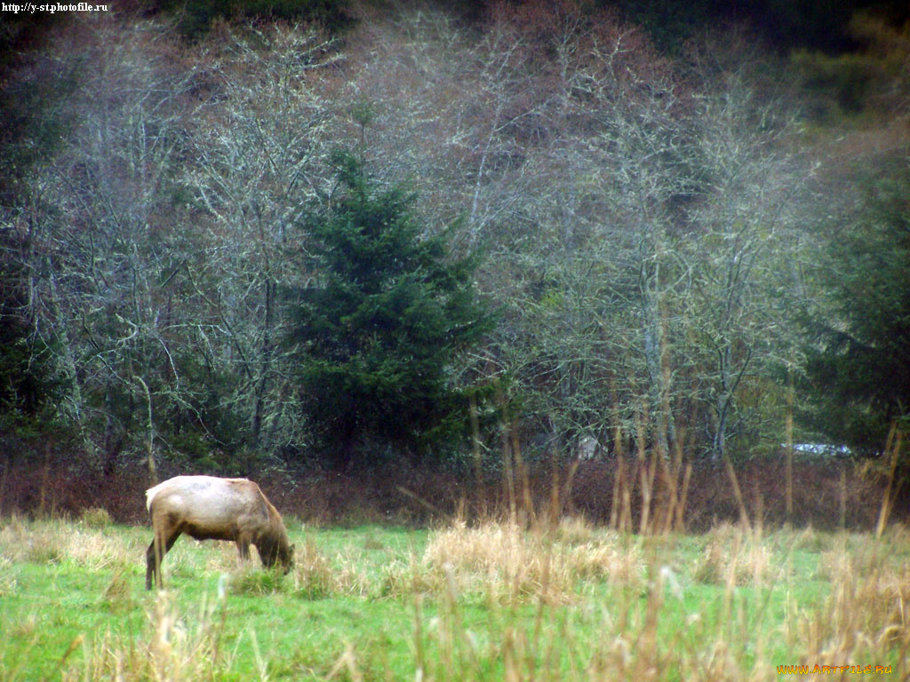 лось, на, фоне, сумеречного, леса, животные, лоси