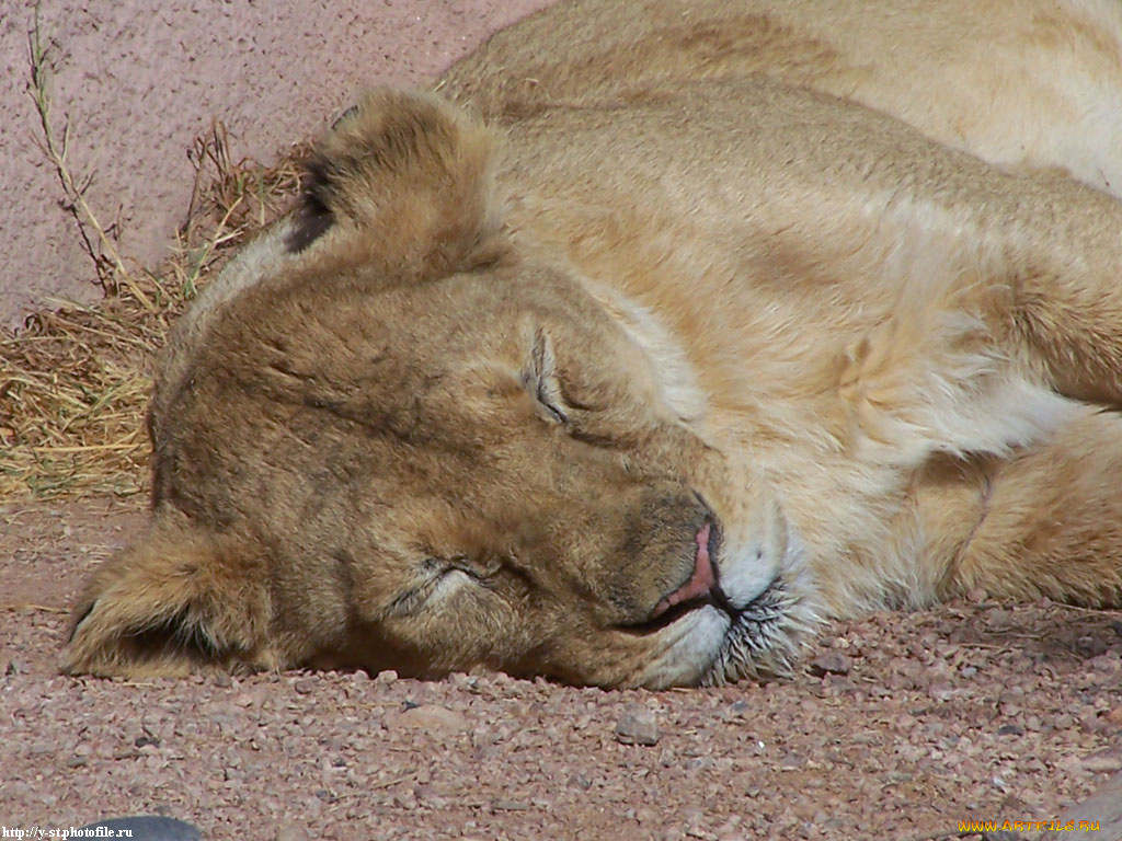 львица, животные, львы