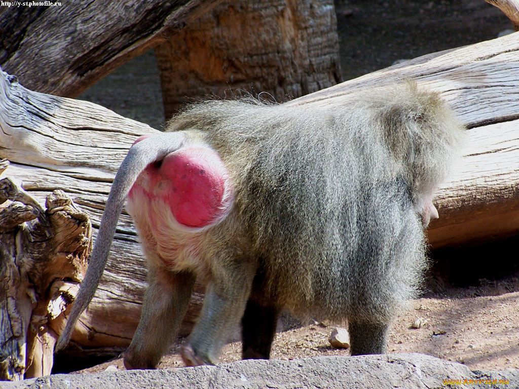 макака, красной, какой, животные, обезьяны