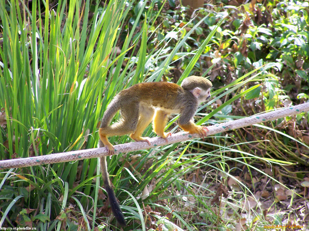 макака, на, канате, животные, обезьяны