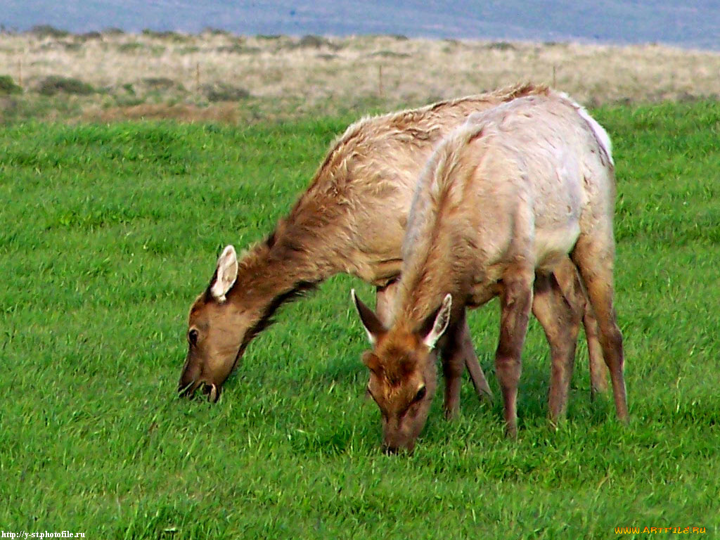 олени, животные