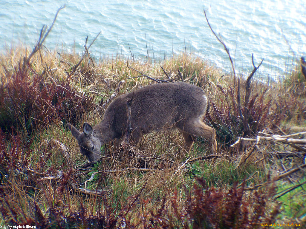 оленята, животные, олени