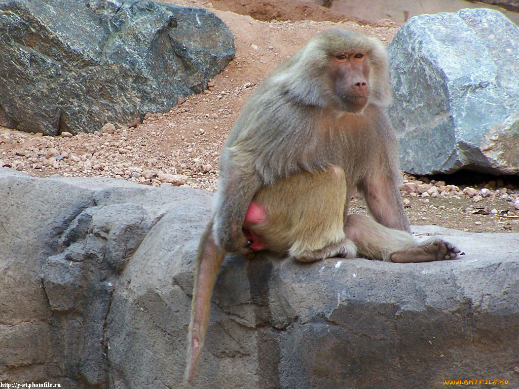 сейчас, подумаю, животные, обезьяны