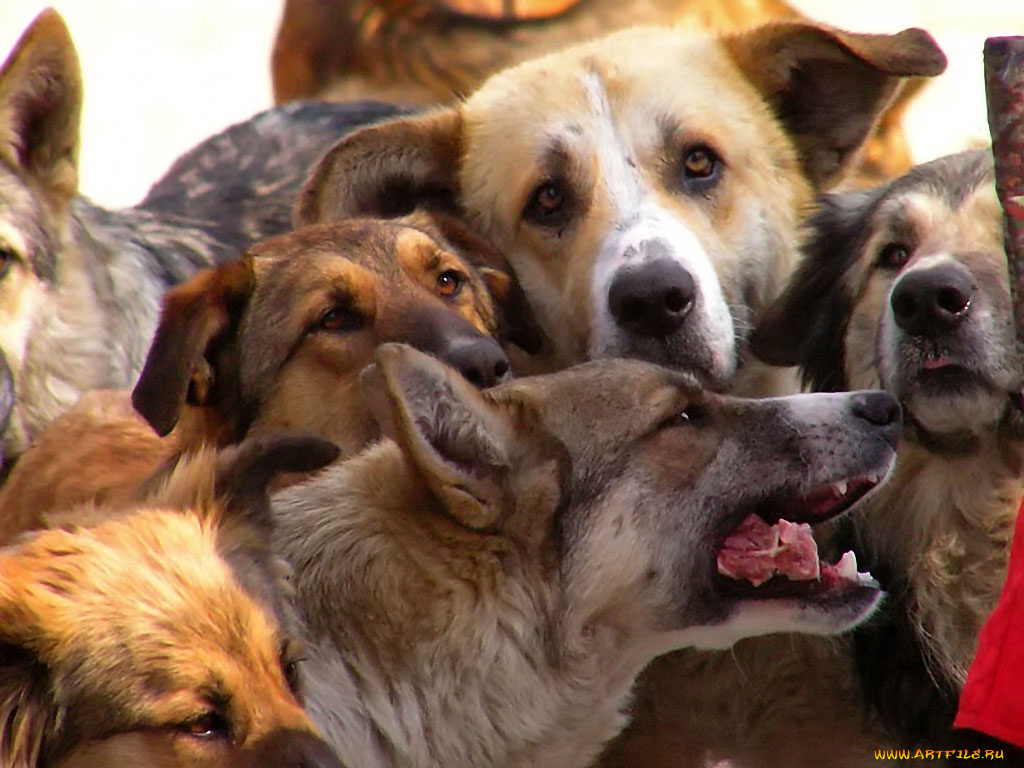 vovan, за, что, вы, бросили, меня, животные, собаки