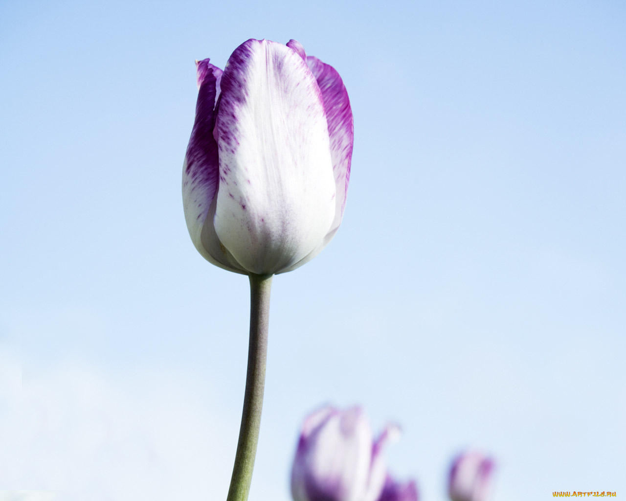 цветы, тюльпаны