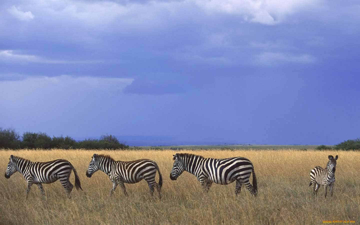 животные, зебры