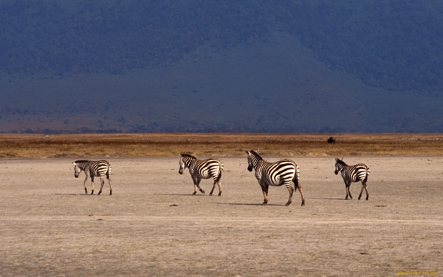 животные, зебры