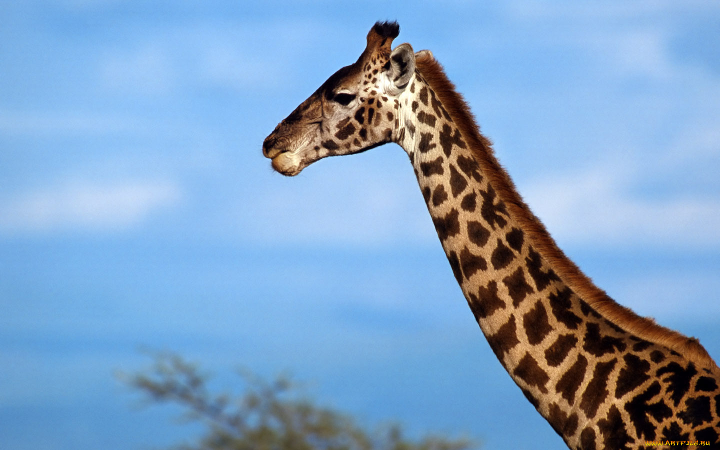 животные, жирафы