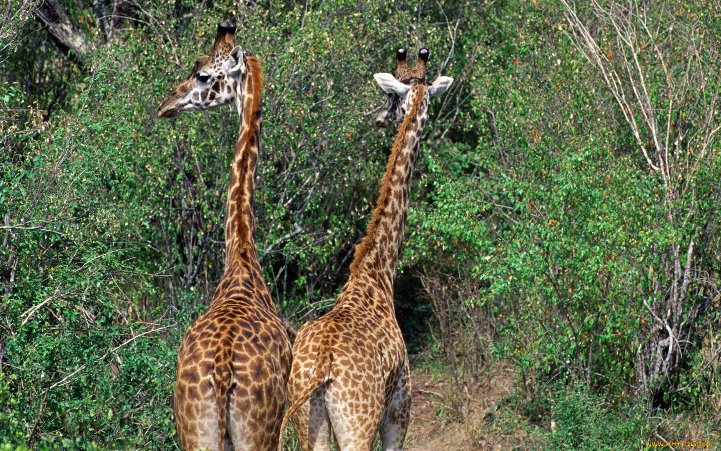 животные, жирафы