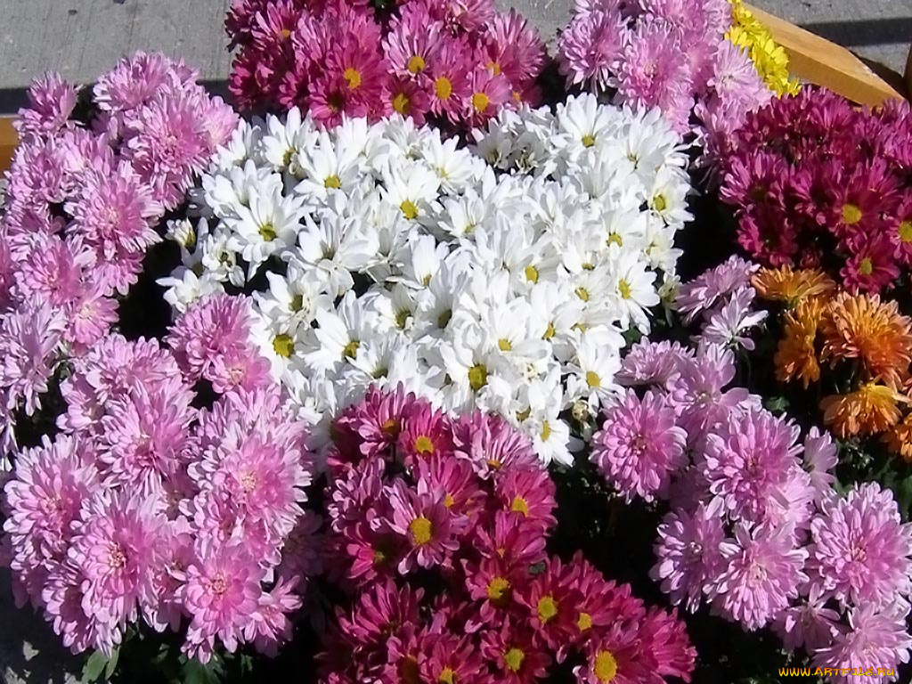 цветы, хризантемы