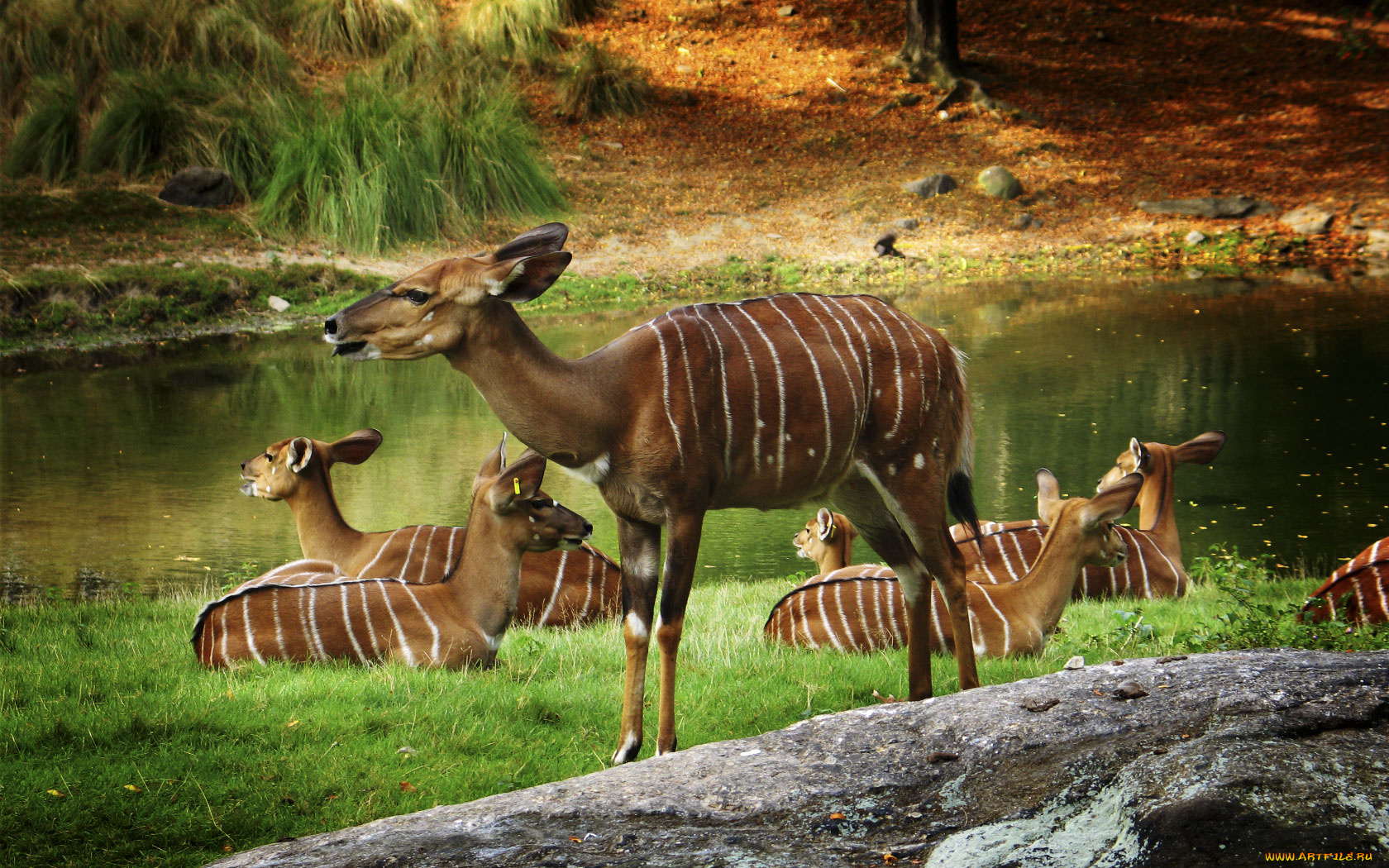 животные, антилопы