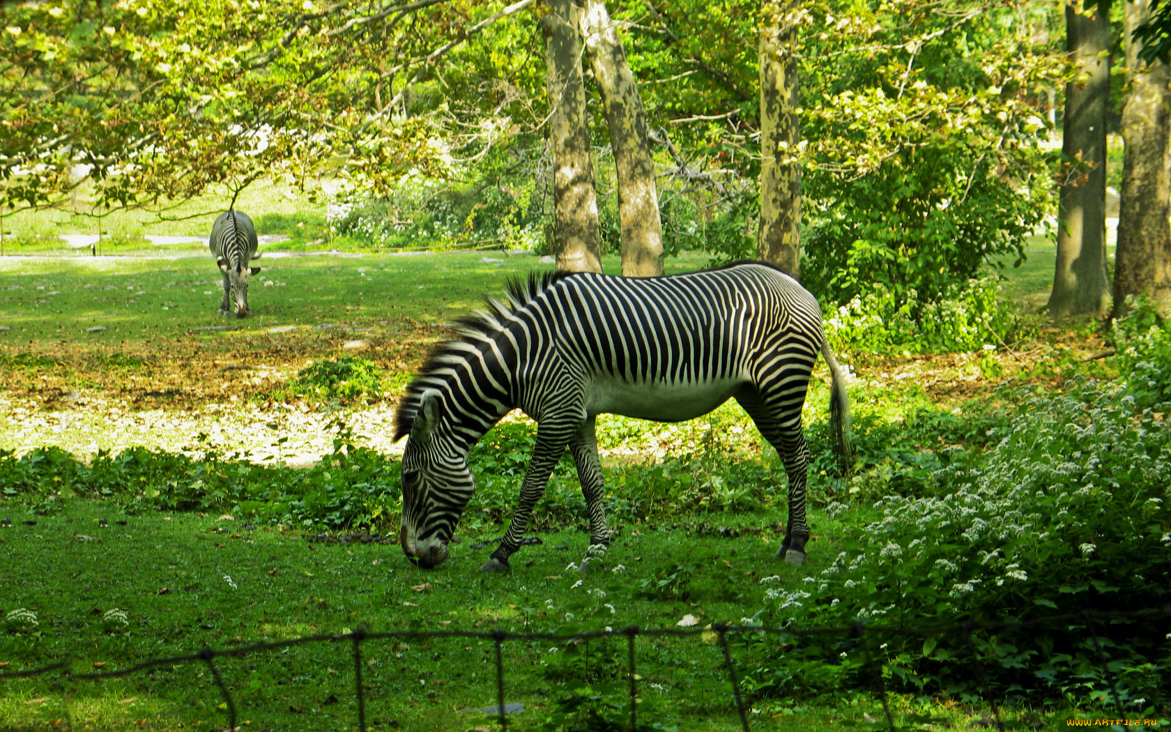 животные, зебры
