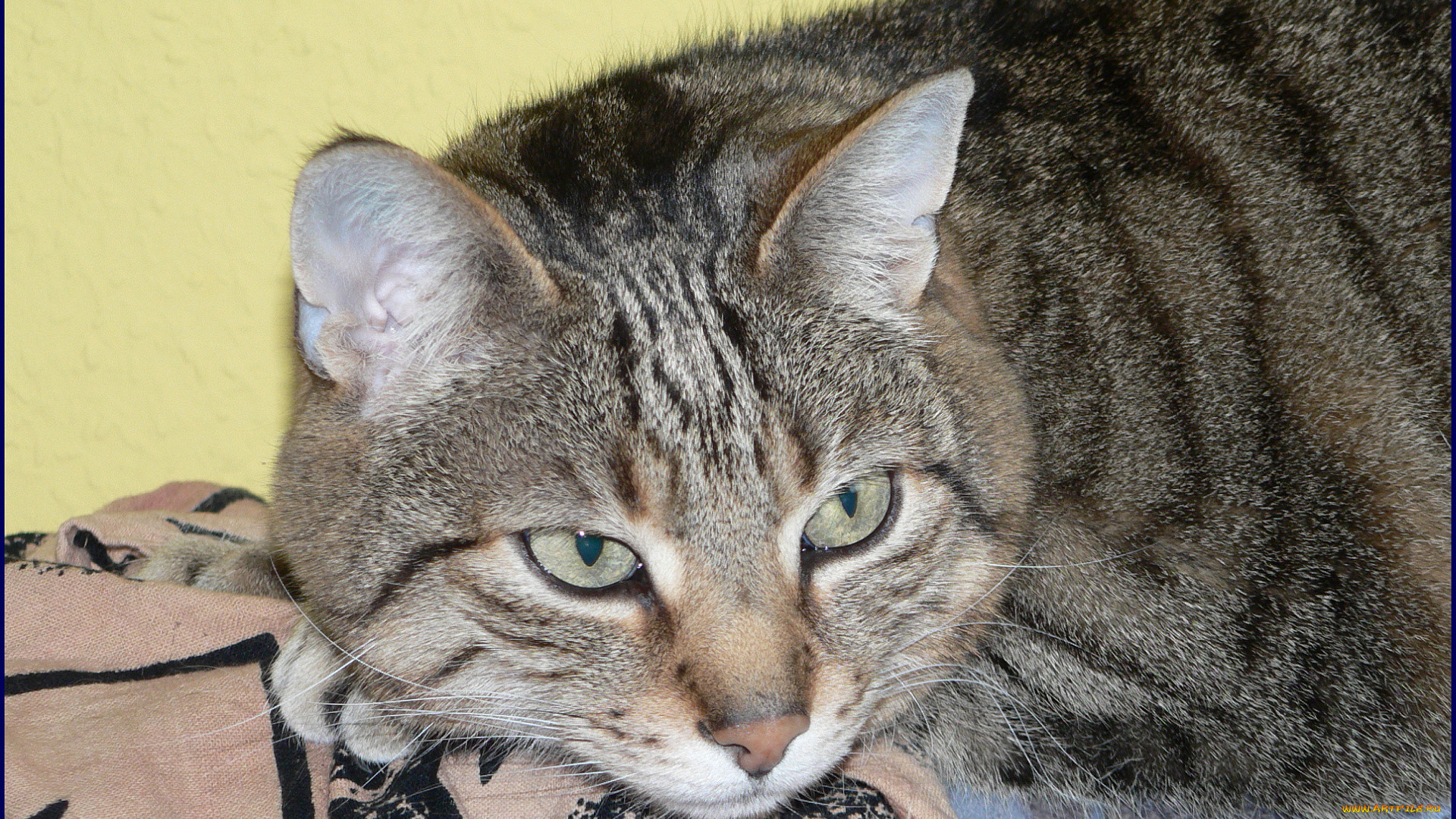 животные, коты