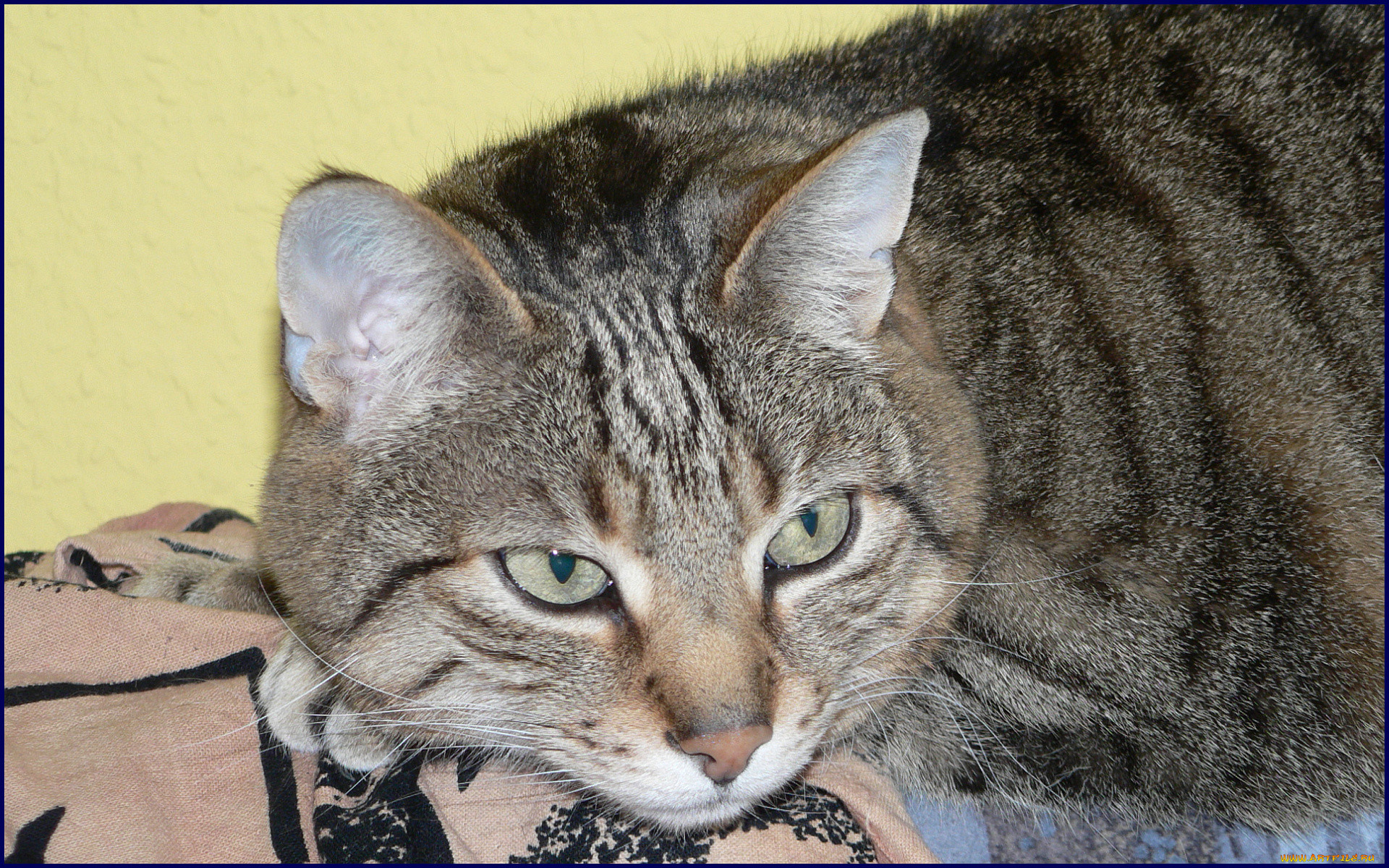 животные, коты