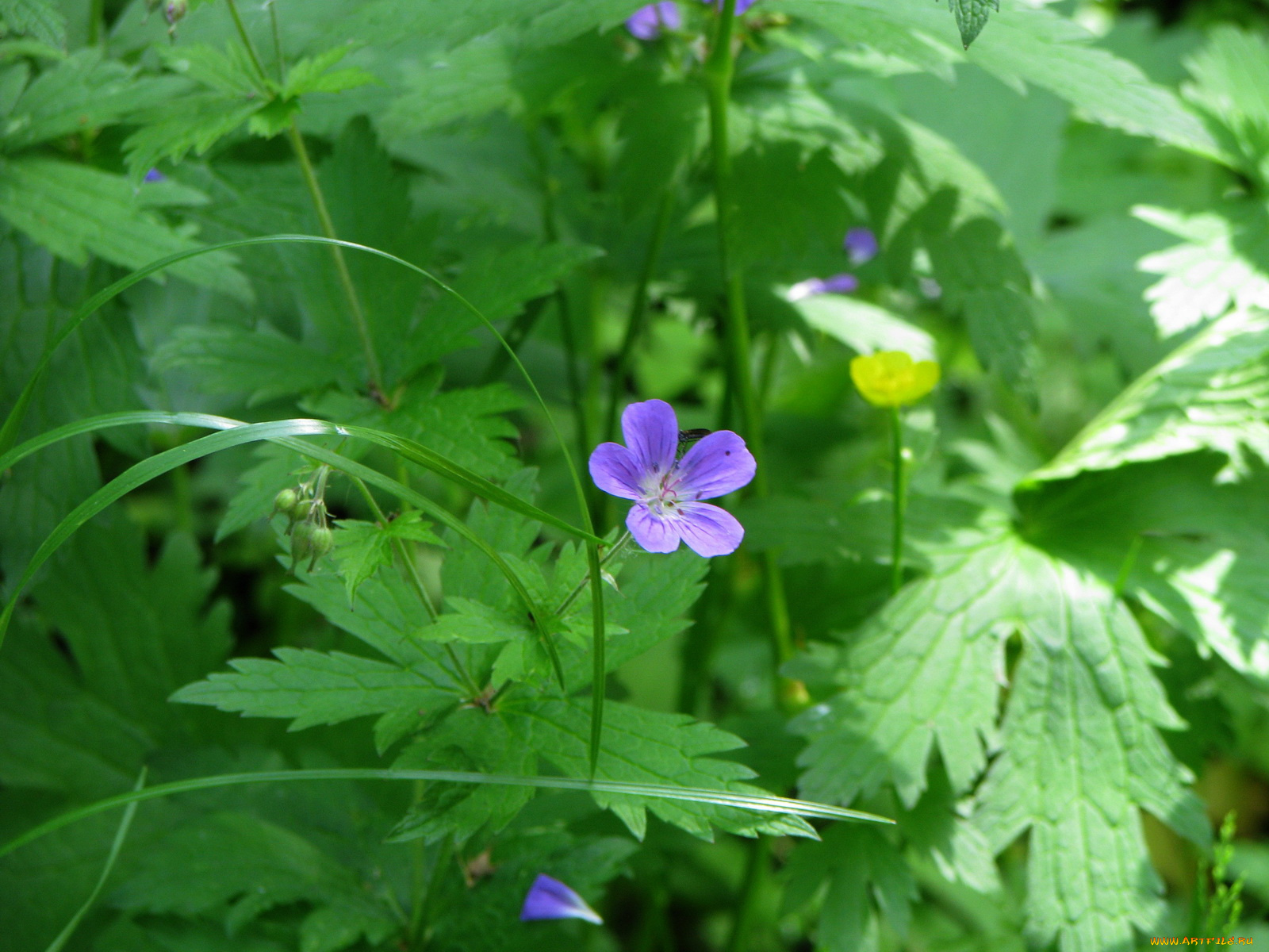 цветы, герань