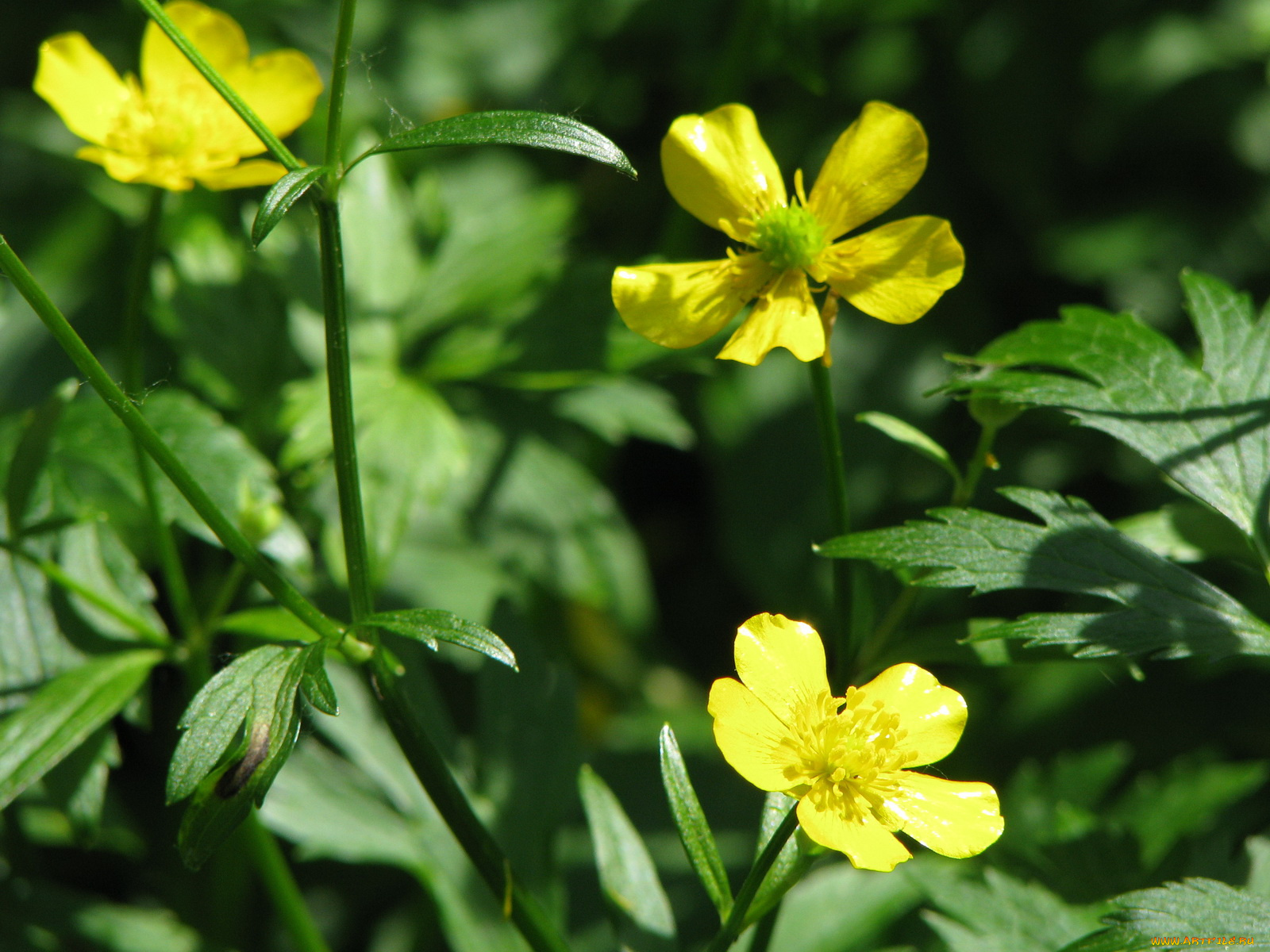 цветы, калужницы, лютики
