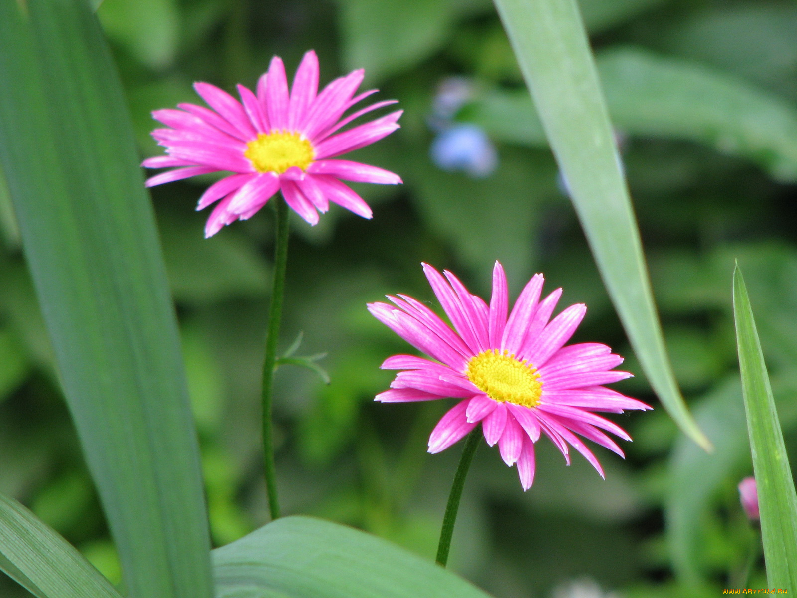 цветы, ромашки