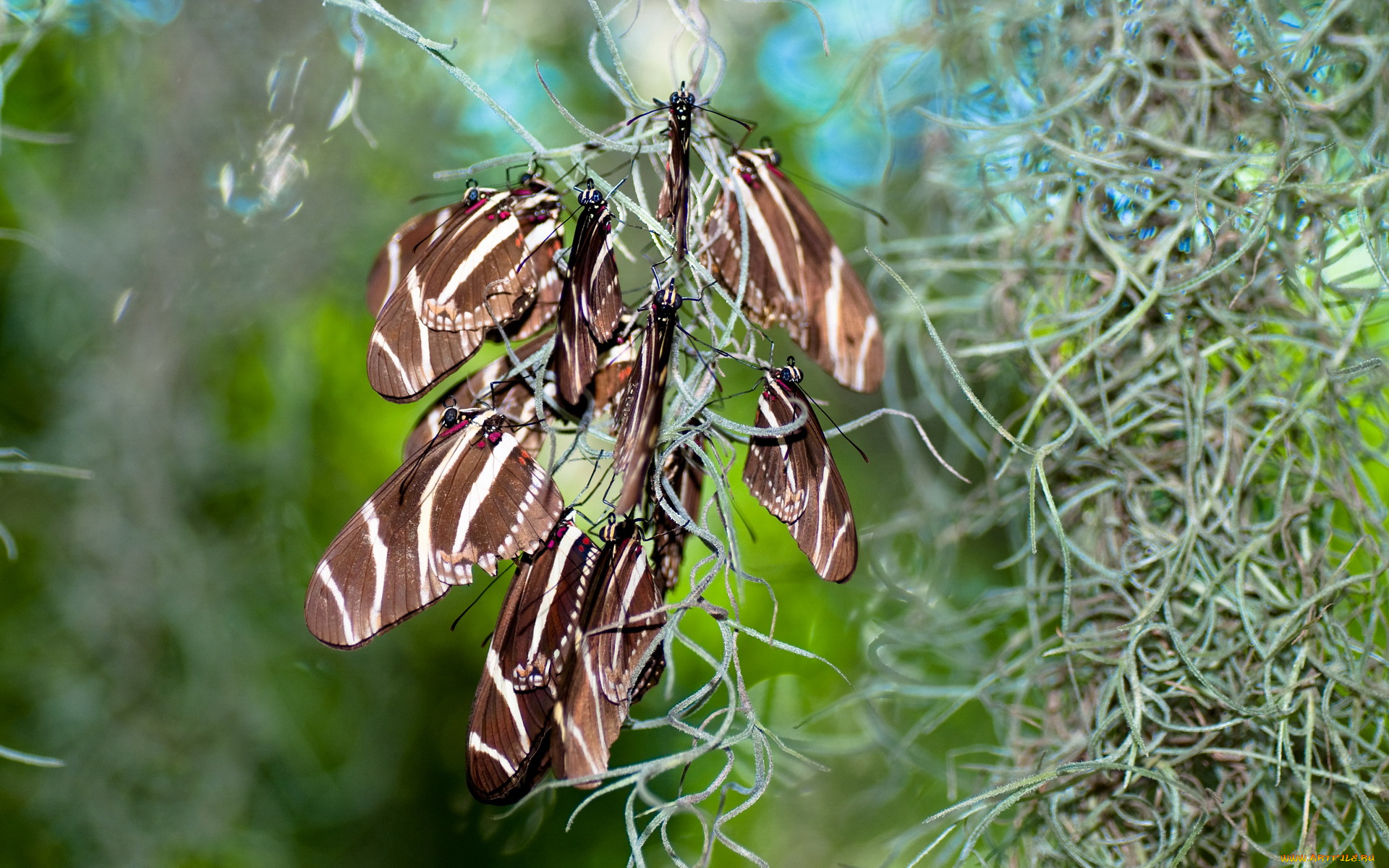 животные, бабочки