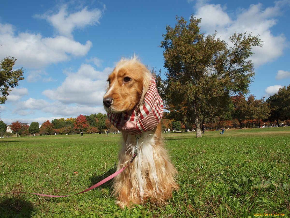 животные, собаки