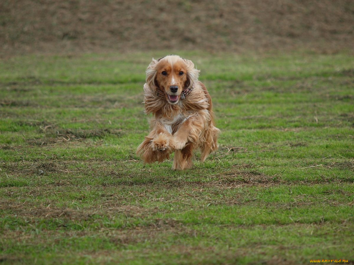 животные, собаки