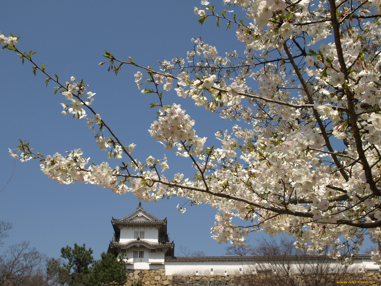 цветы, сакура, вишня