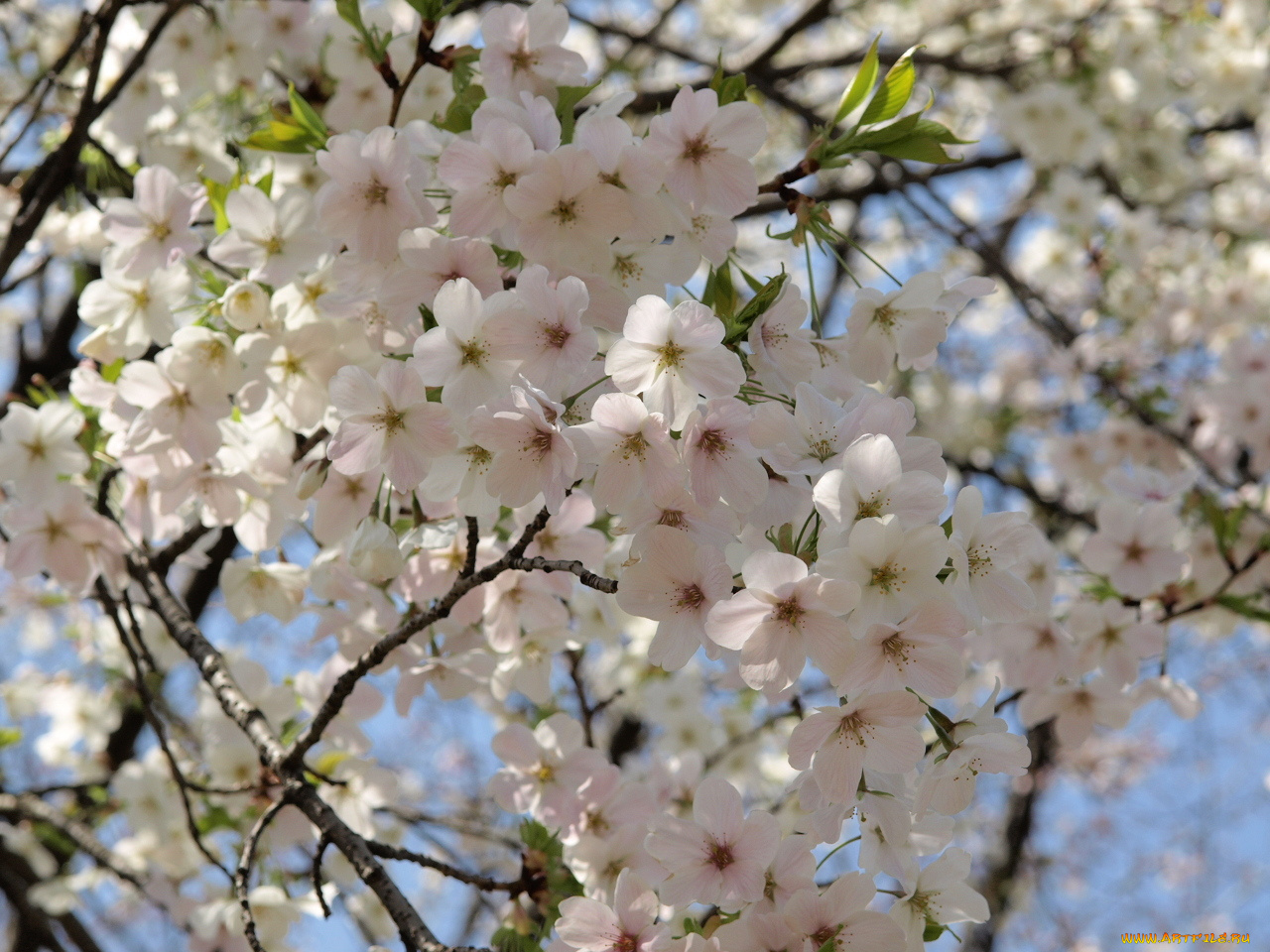 цветы, сакура, вишня