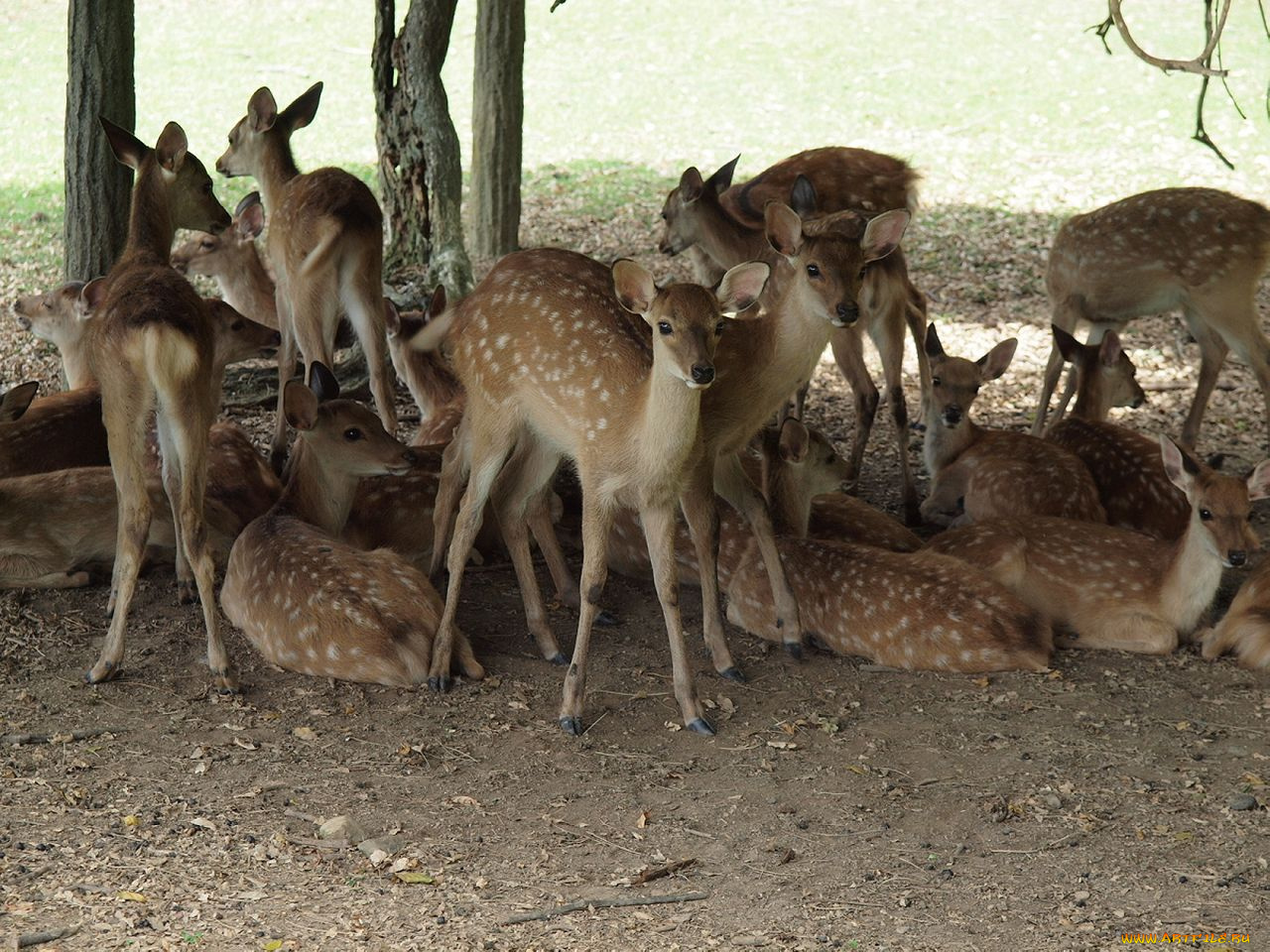 животные, олени