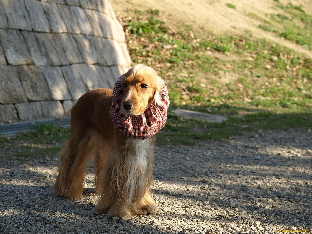 животные, собаки