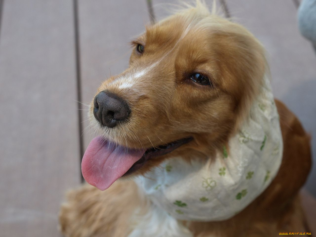 животные, собаки