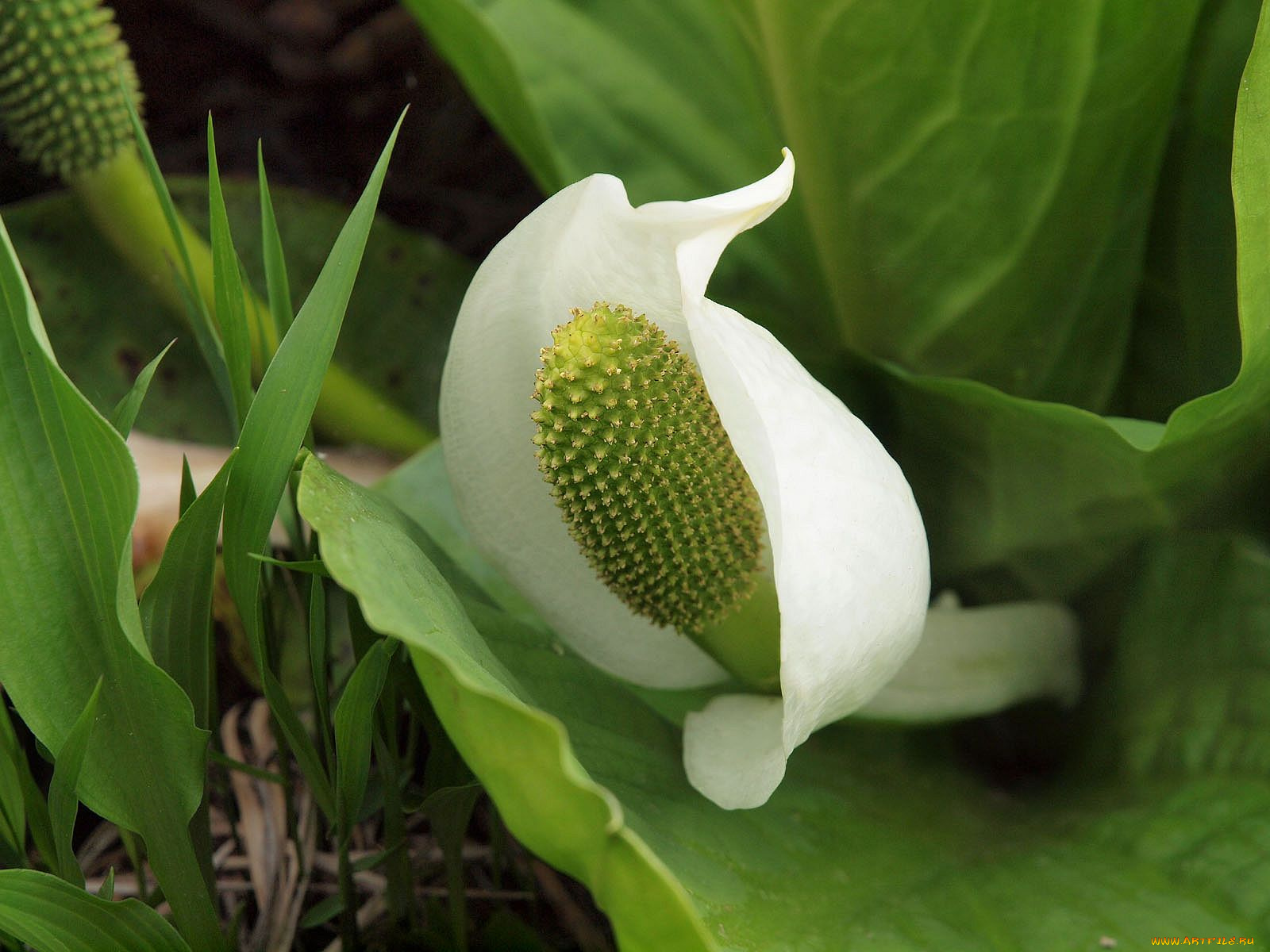 цветы, спатифиллум