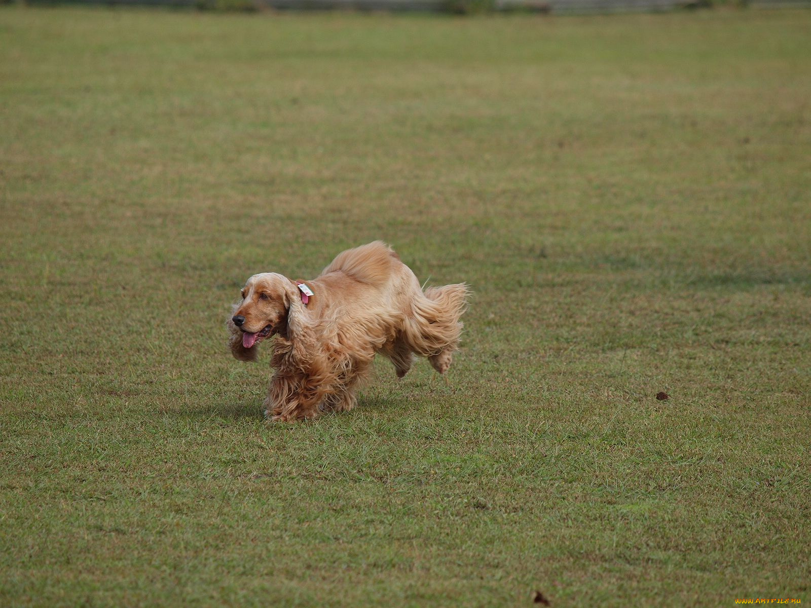 животные, собаки