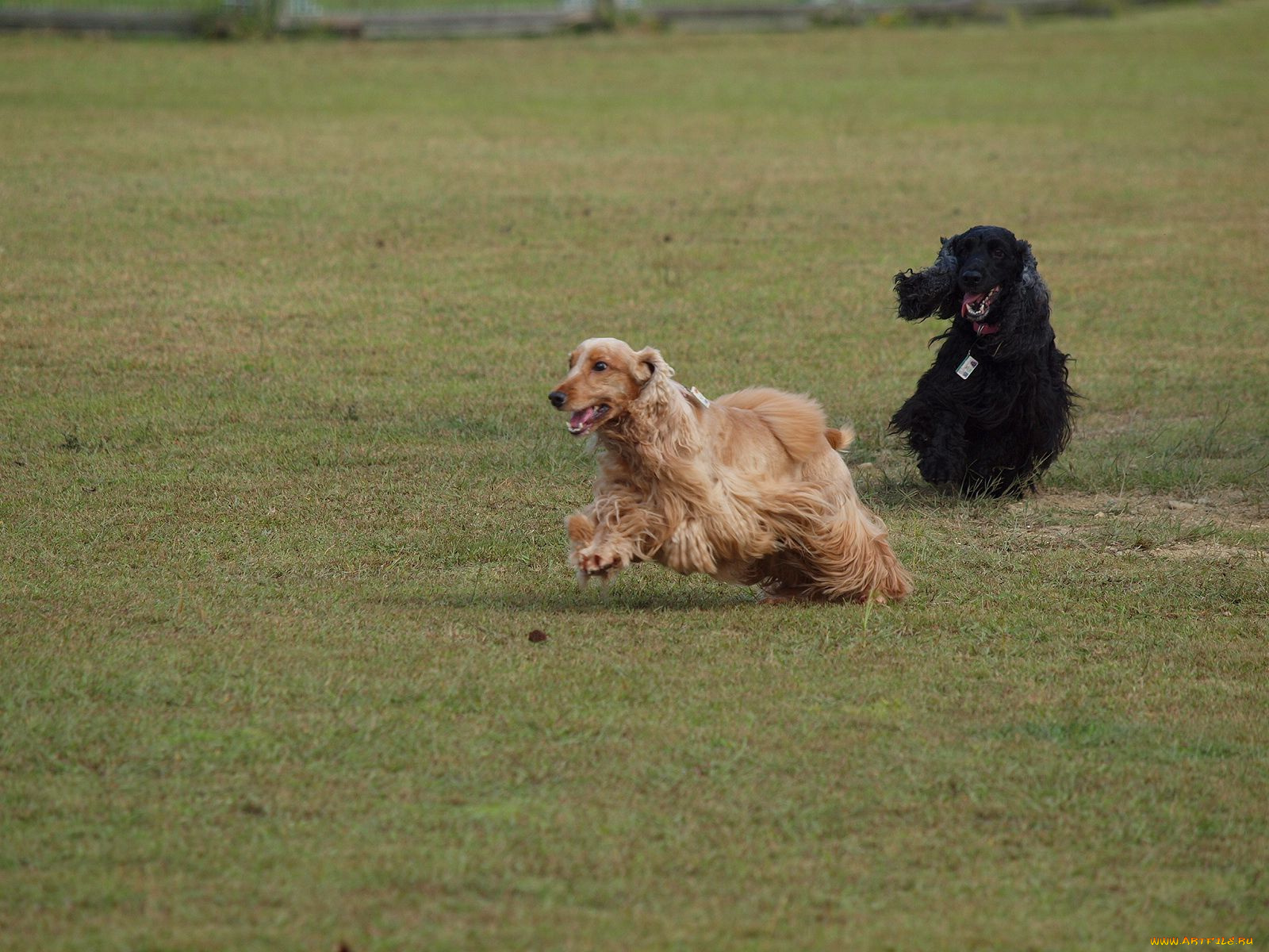 животные, собаки