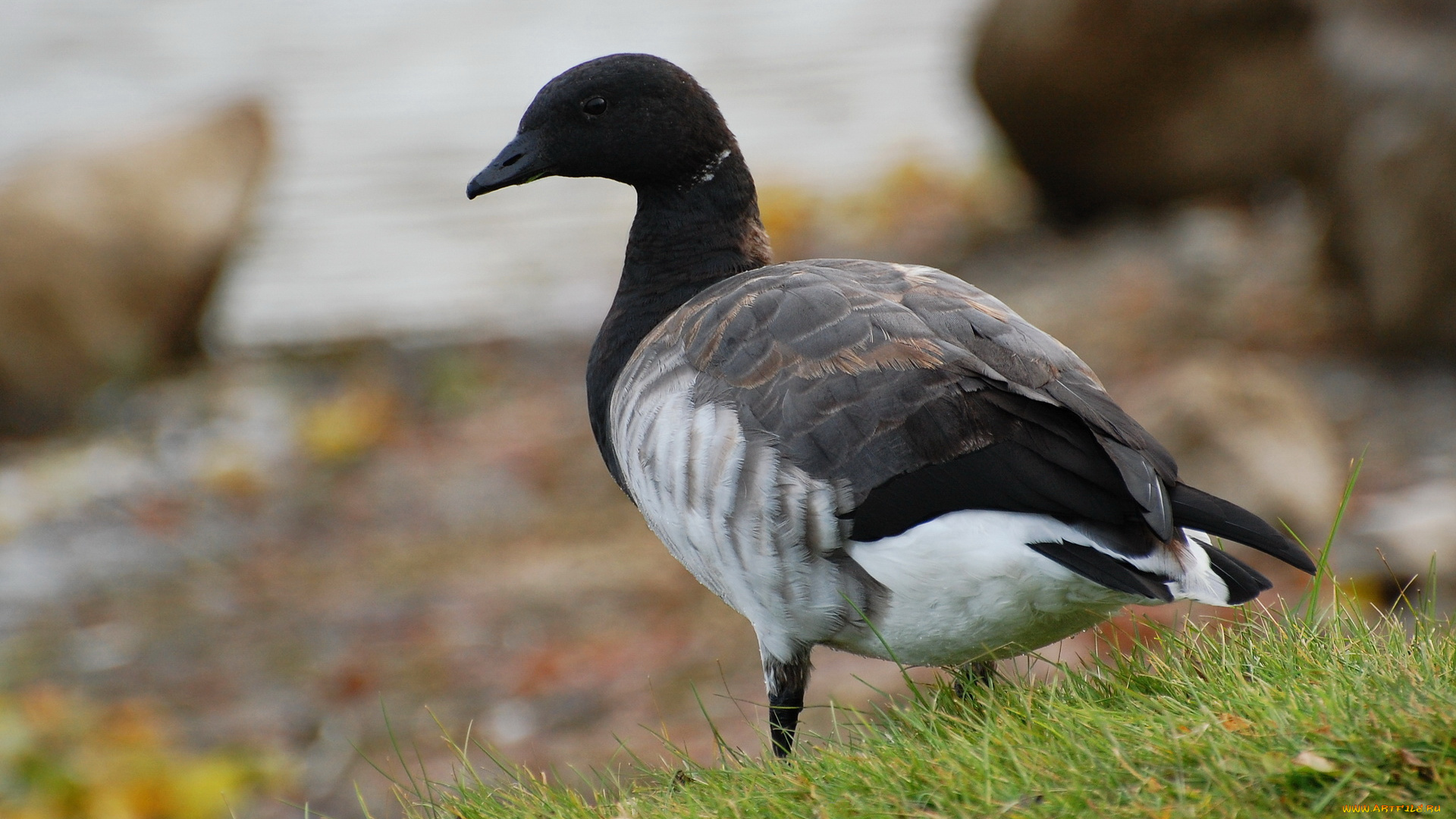 животные, гуси