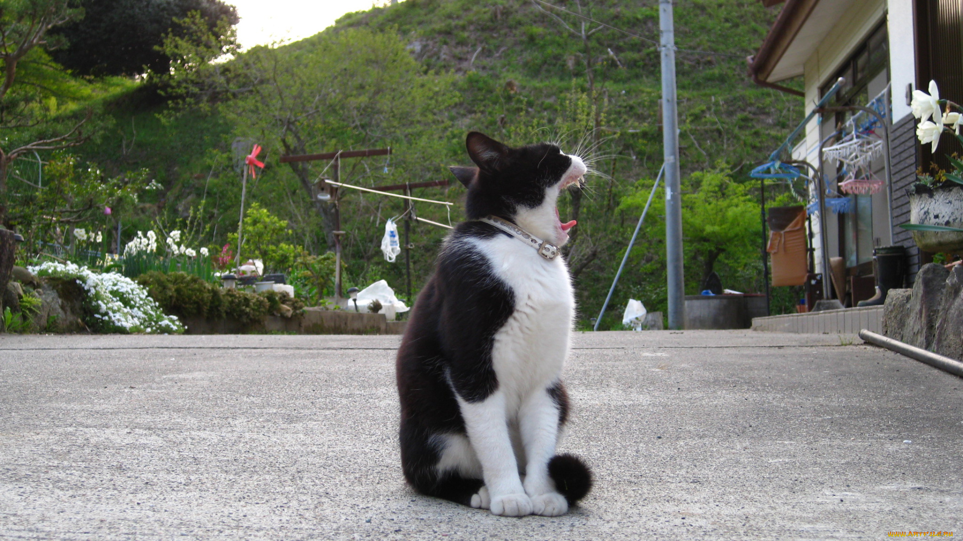 животные, коты