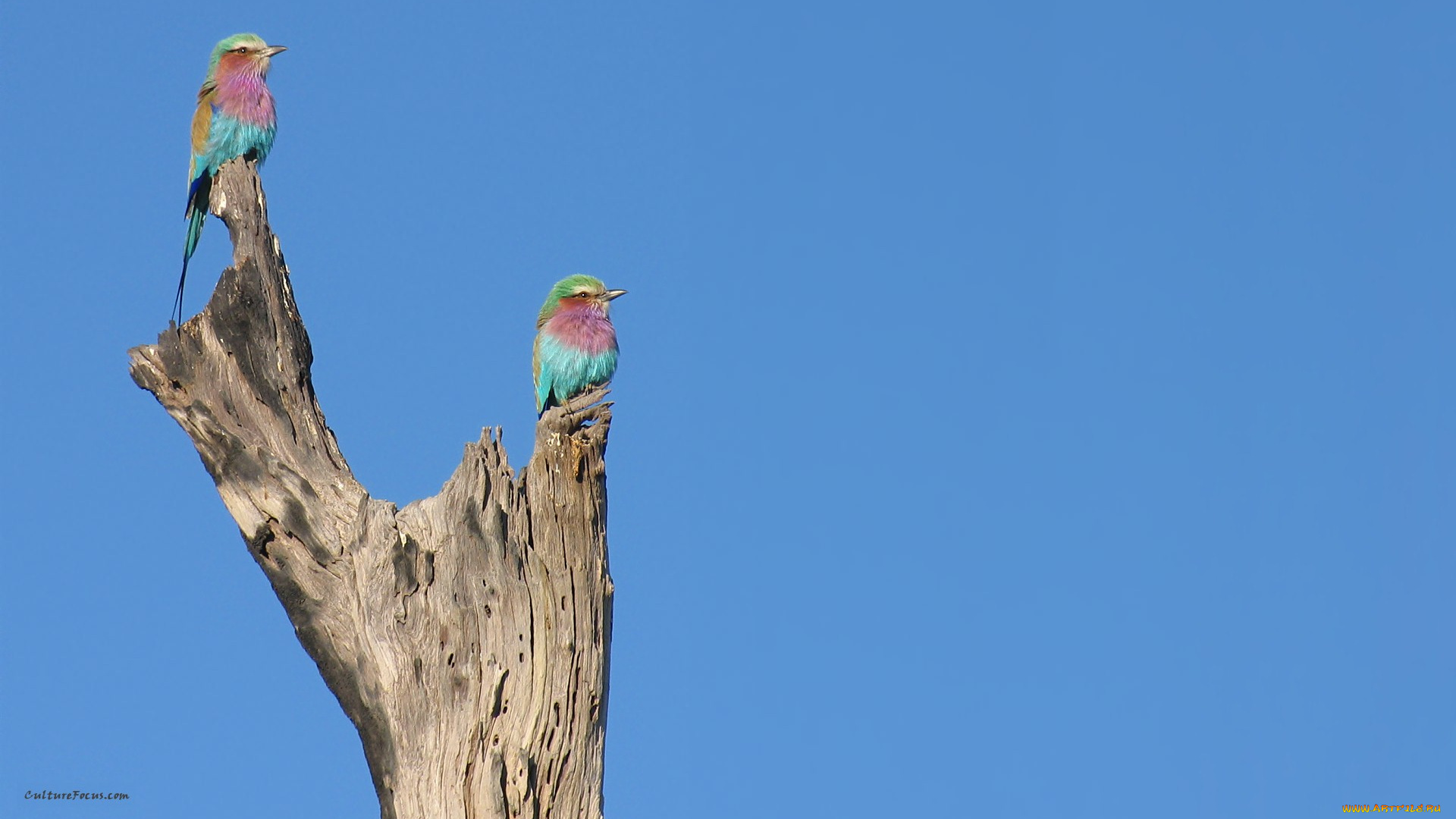 животные, птицы