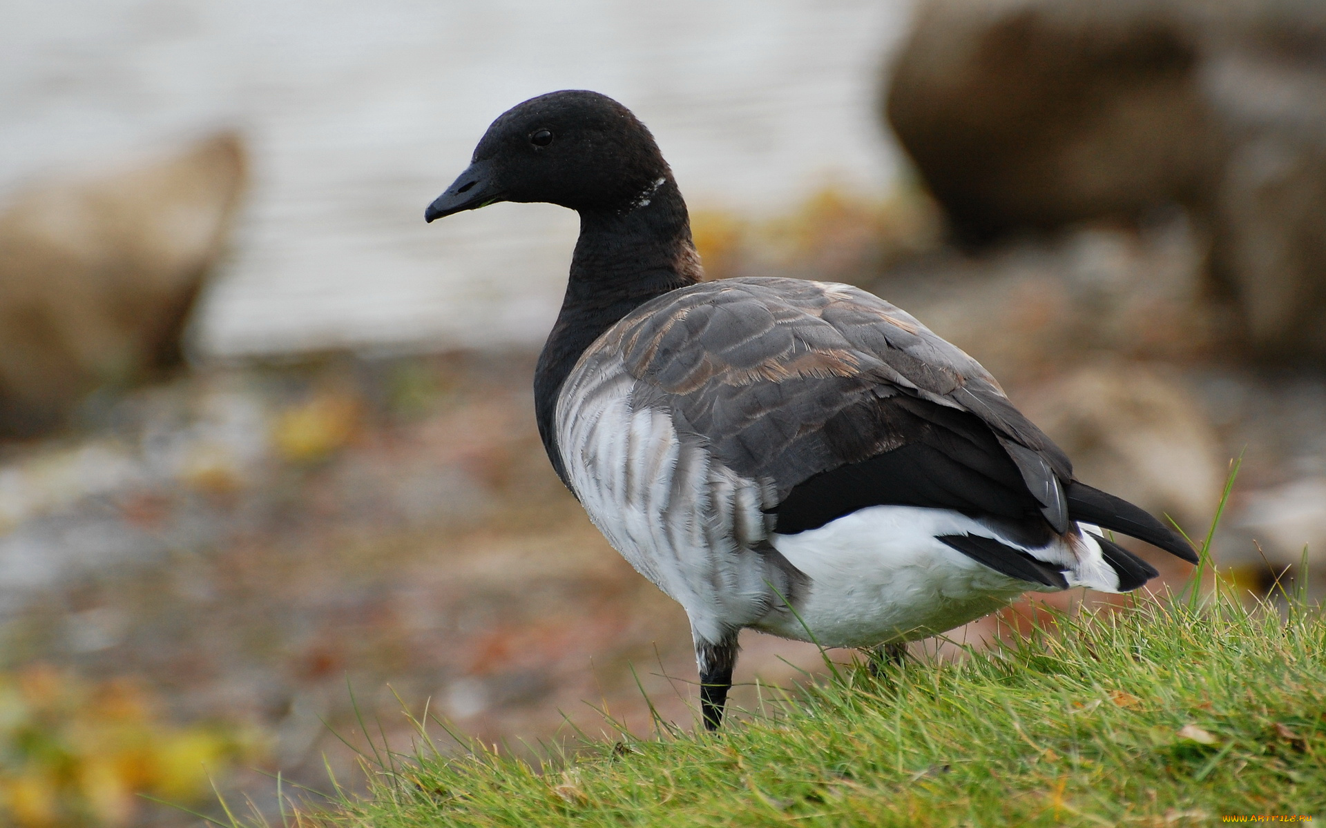 животные, гуси