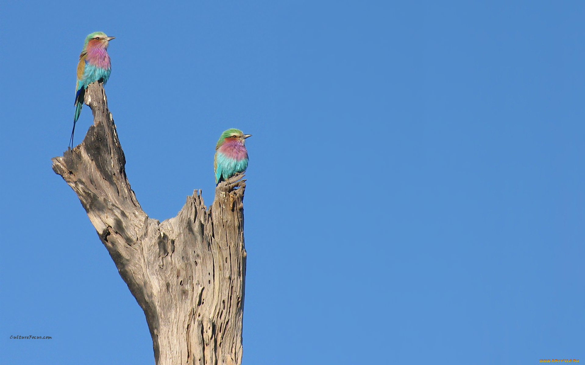 животные, птицы