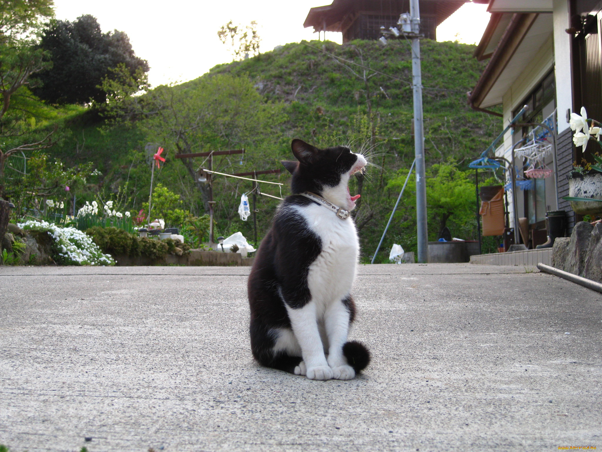 животные, коты