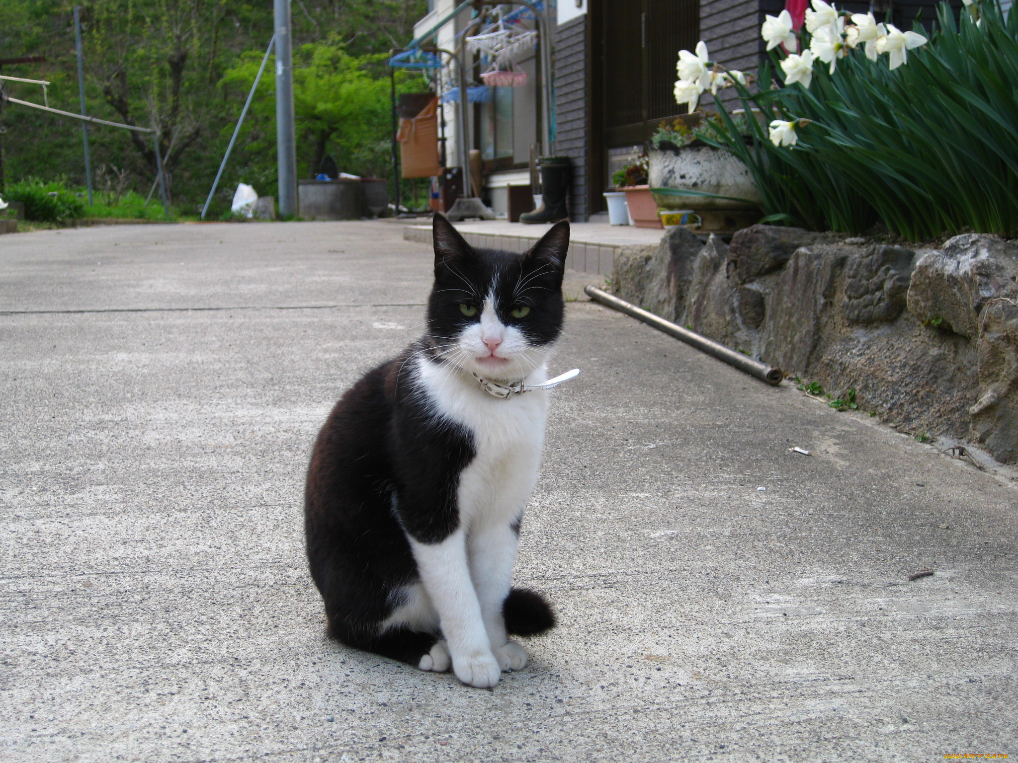 животные, коты