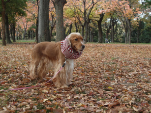 Картинка животные собаки