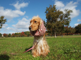 Картинка животные собаки