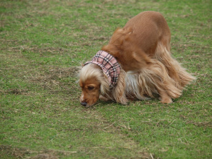 Картинка животные собаки