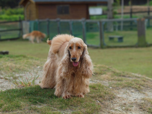 Картинка животные собаки