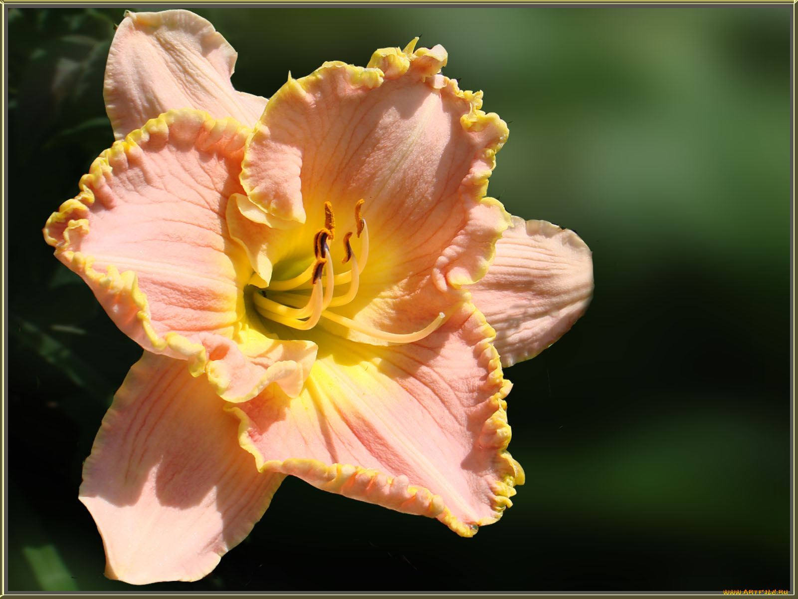 цветы, лилии, лилейники, лепестки