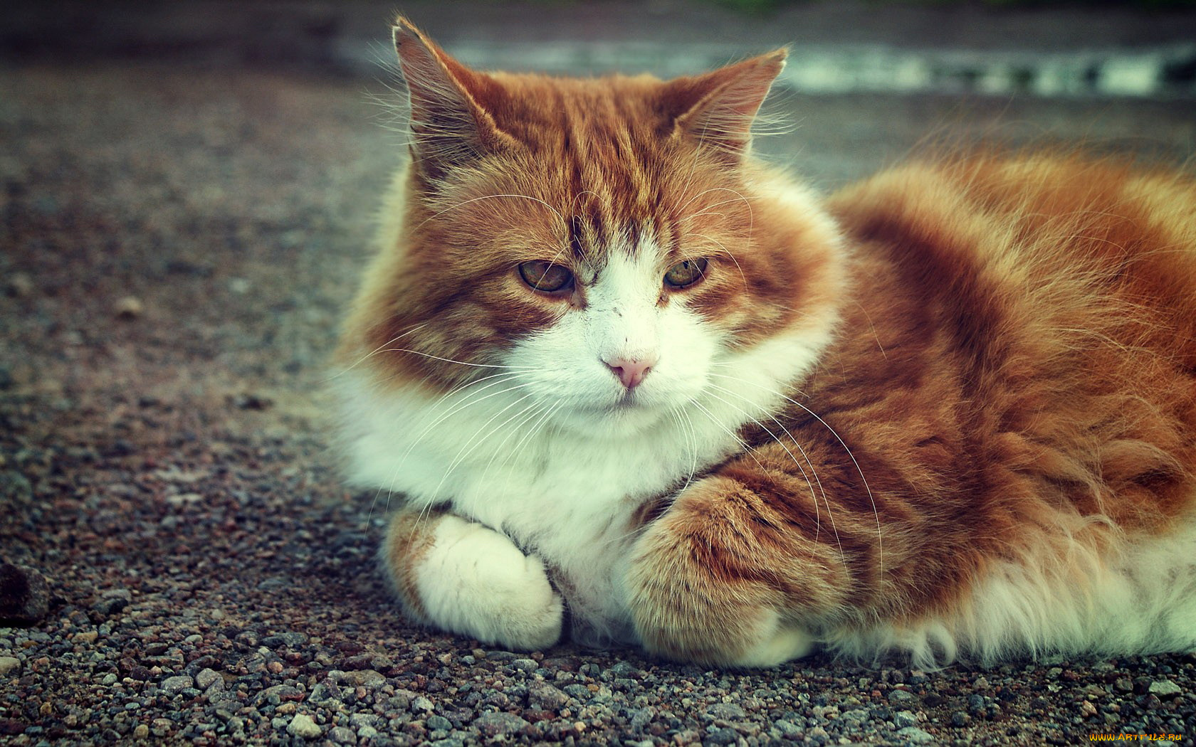 животные, коты, кот, рыжий