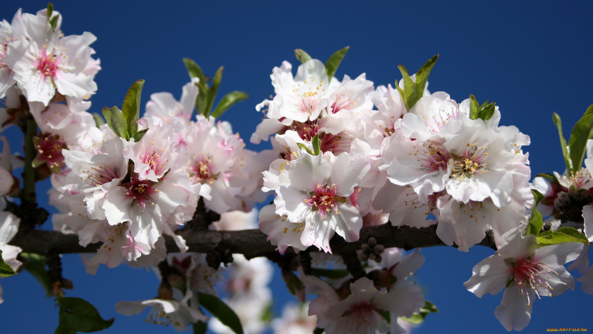 цветы, цветущие, деревья, кустарники, небо, ветка, весна, цветение