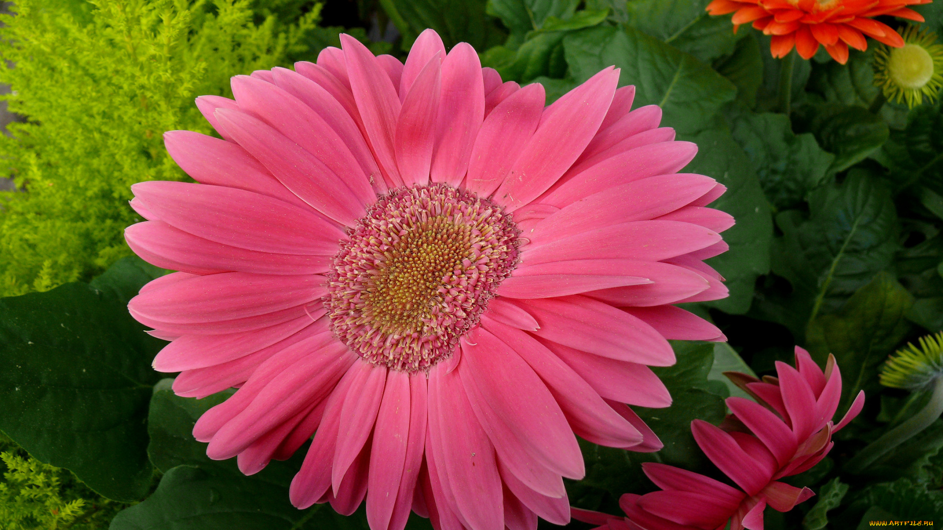 цветы, герберы, лепестки