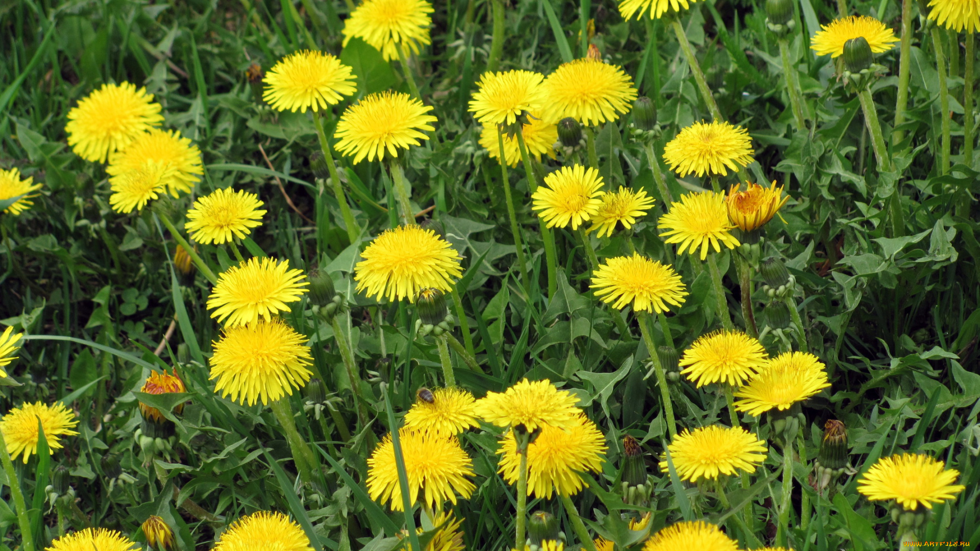 цветы, одуванчики, желтый